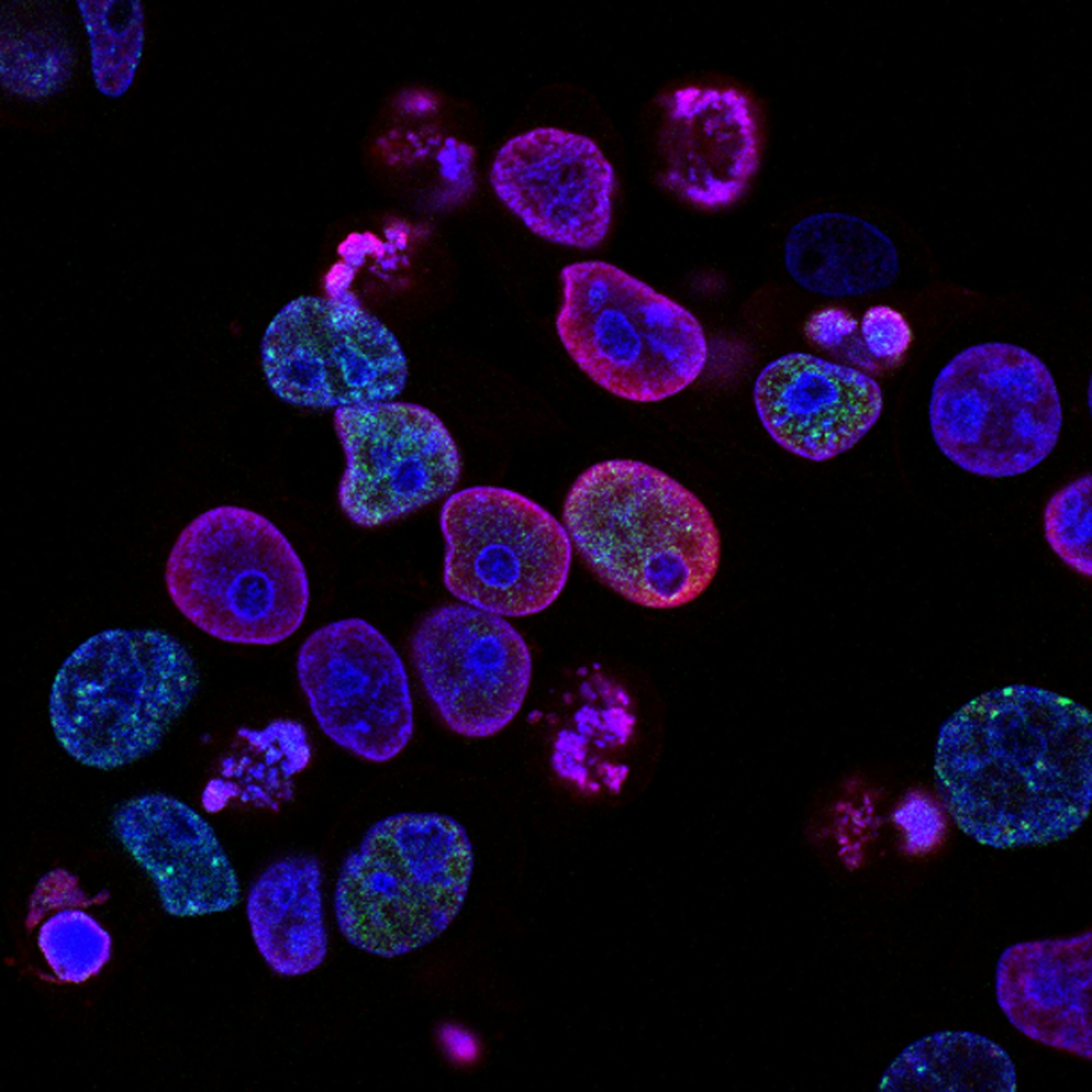 Purple cellular abstract — NAD+